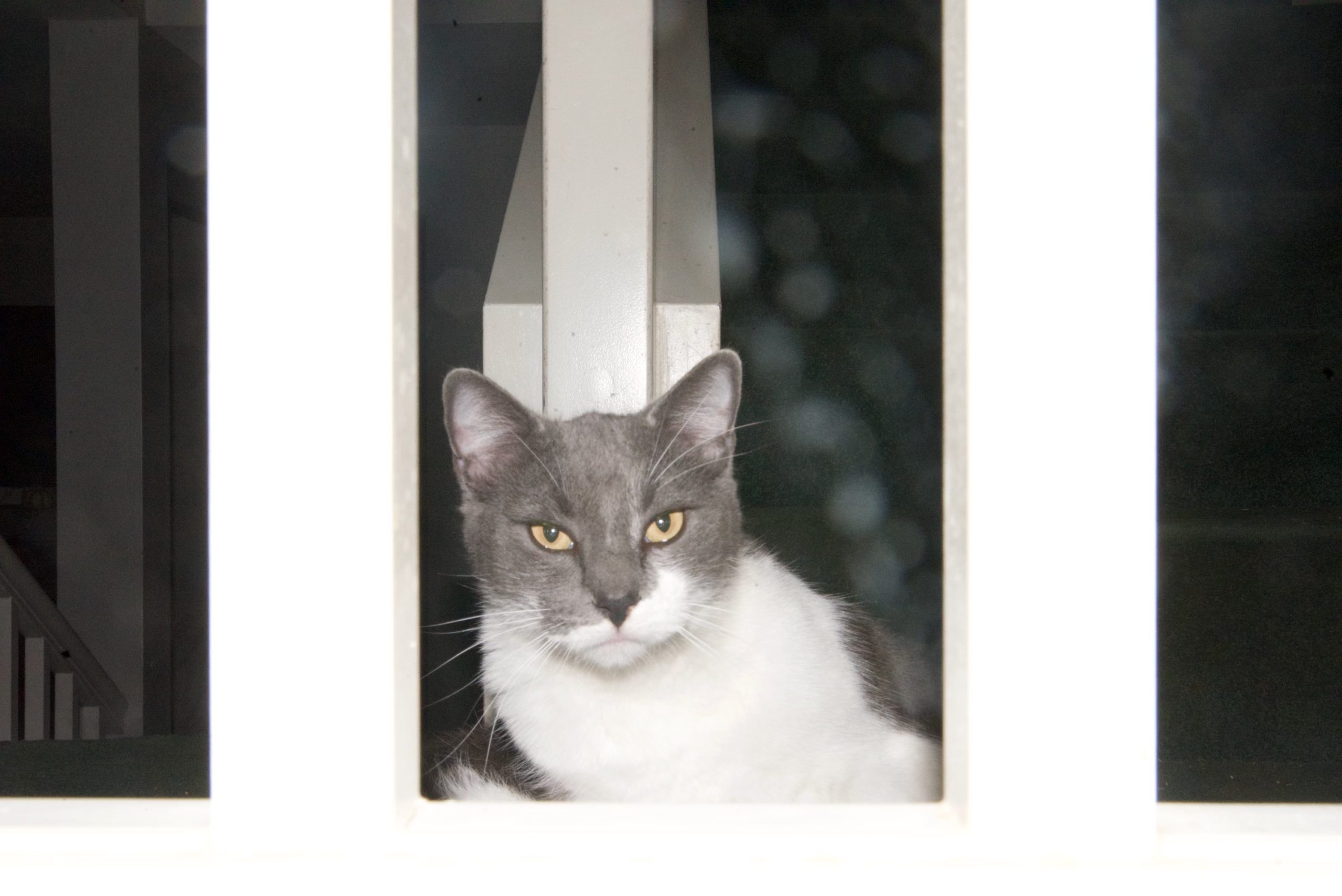 Lost cat EAST END VENTURA Lost Cat Ventura County