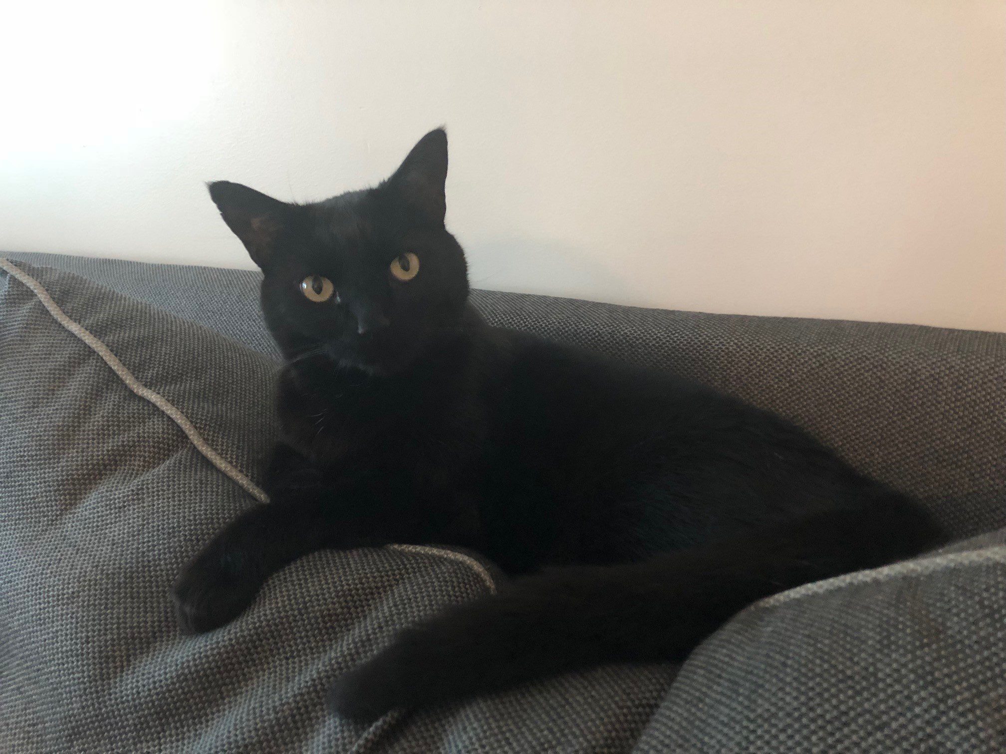 Lost Black Cat - East Simi Valley - Lost Cat Ventura County