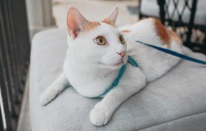 white cat with ginger ears in a harness with leash