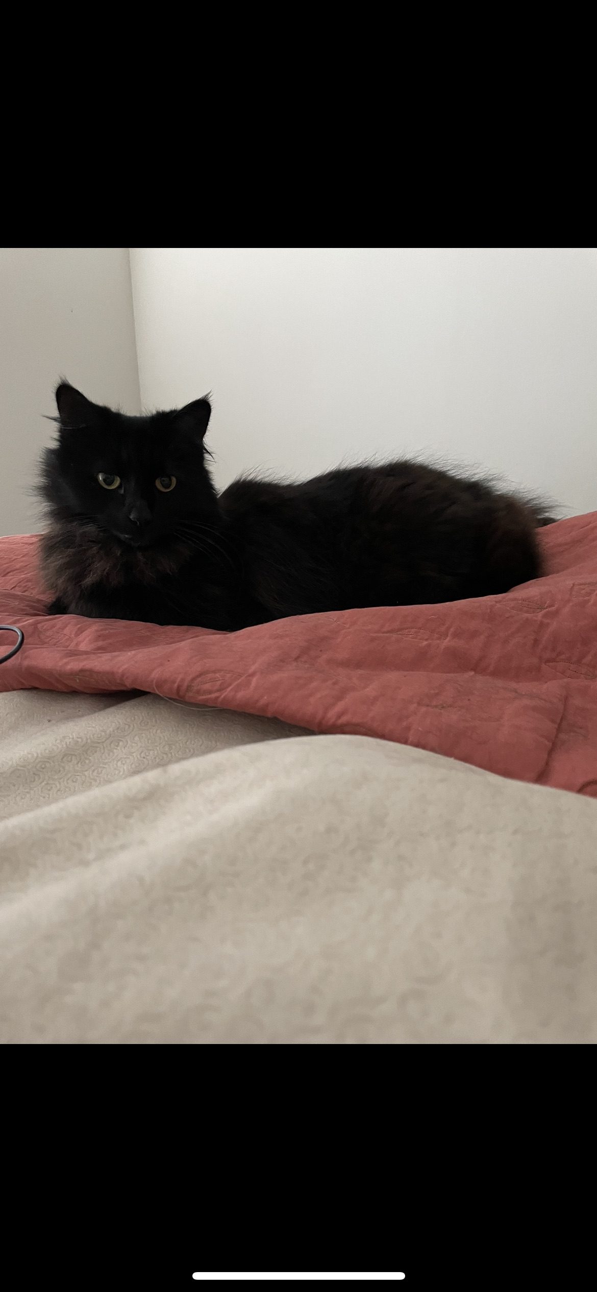 Lost Black Cat Sherwood Country Club Lost Cat Ventura County